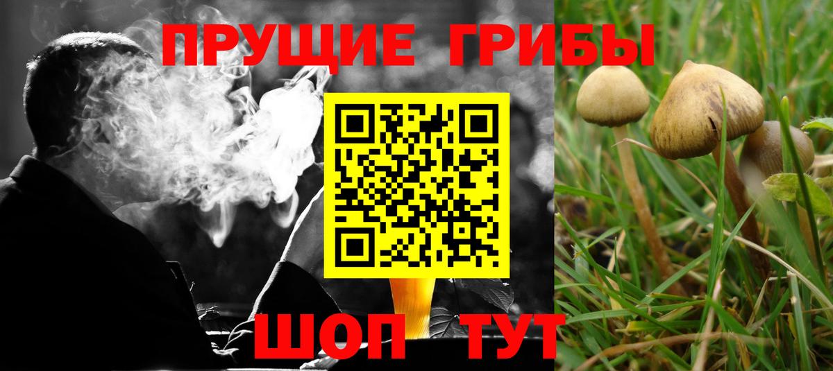 Галлюциногенные грибы прущие грибы  купить  сайты  Псилоцибиновые грибы мухоморы  Гай  Вход с VPN 